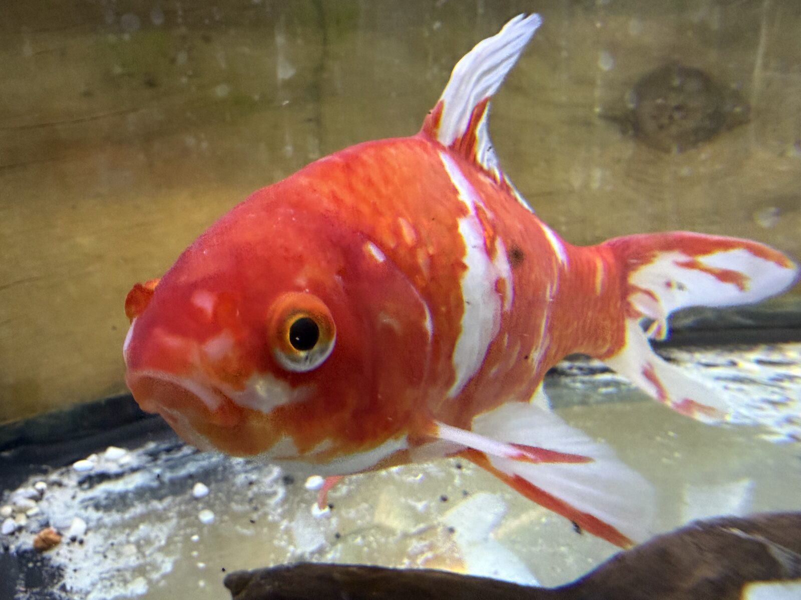 Tropical aquarium with vibrant fish