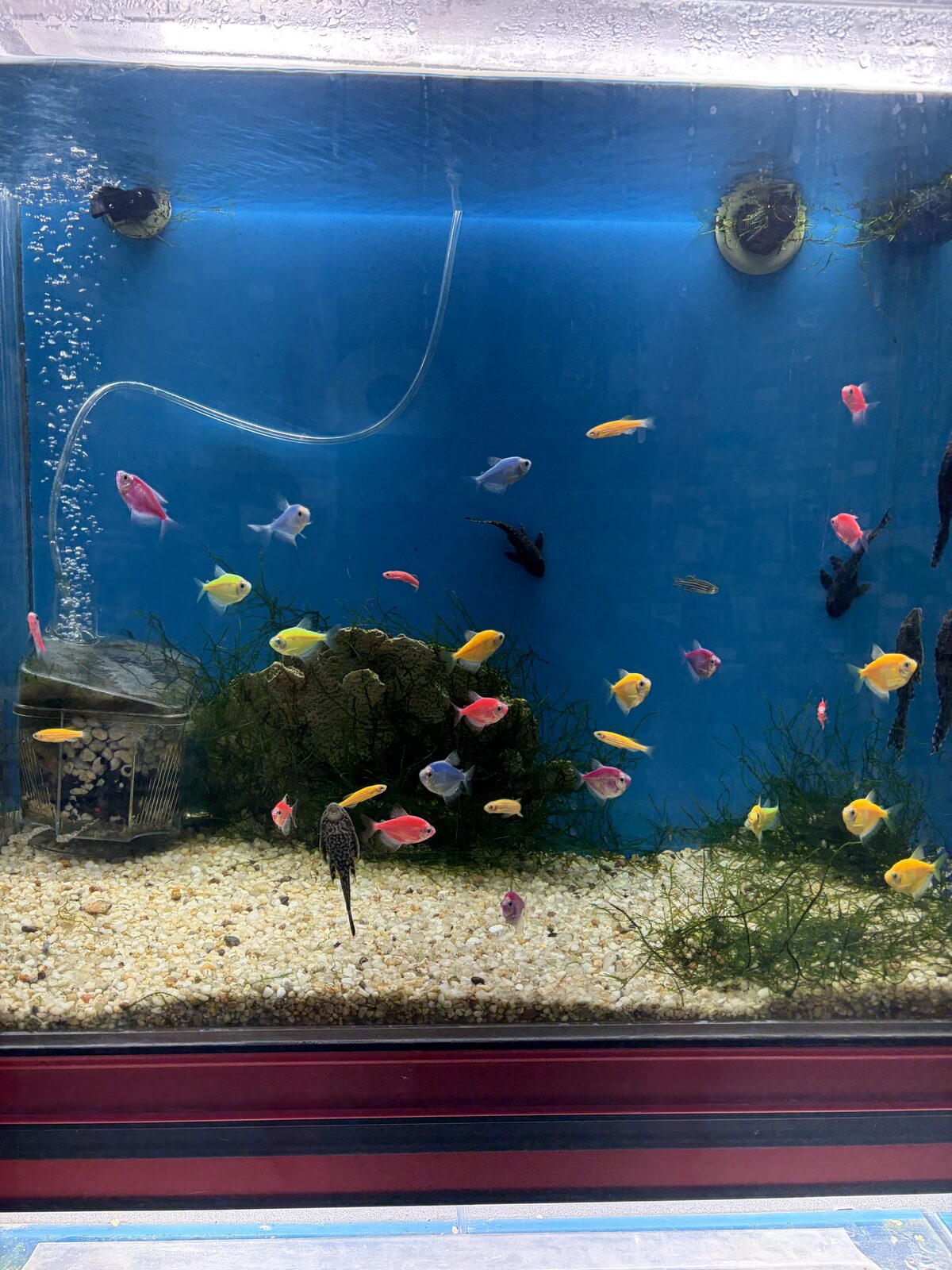 Catfish & community fish