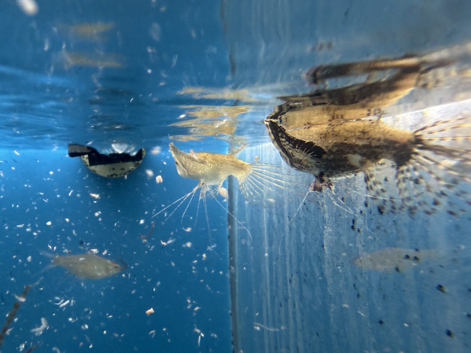 Leopard bushfish & cichlids