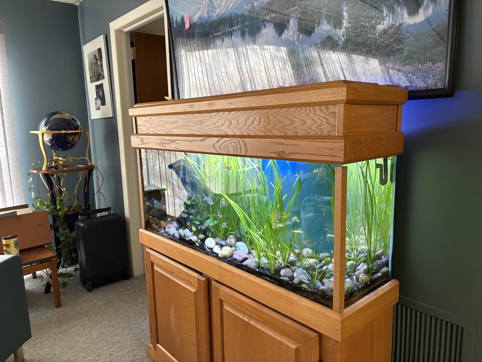 Custom built-in freshwater aquarium installed in a customer's home