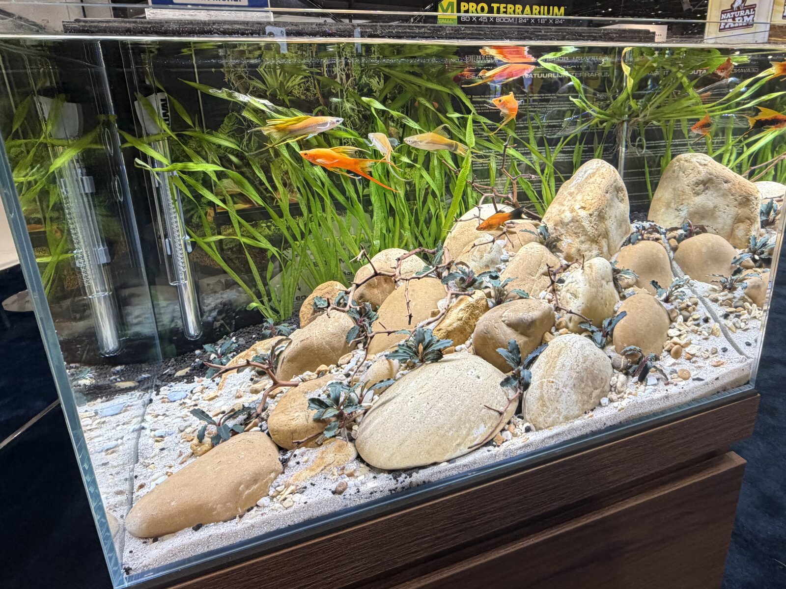 Aquascaped tank with bucephalandra, stones and swordtails