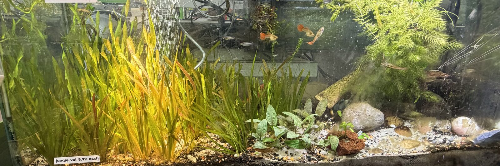 Jungle val and live aquarium plants in a planted display tank