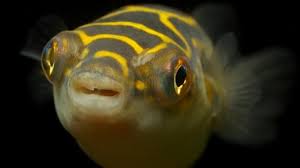 Leopard puffers