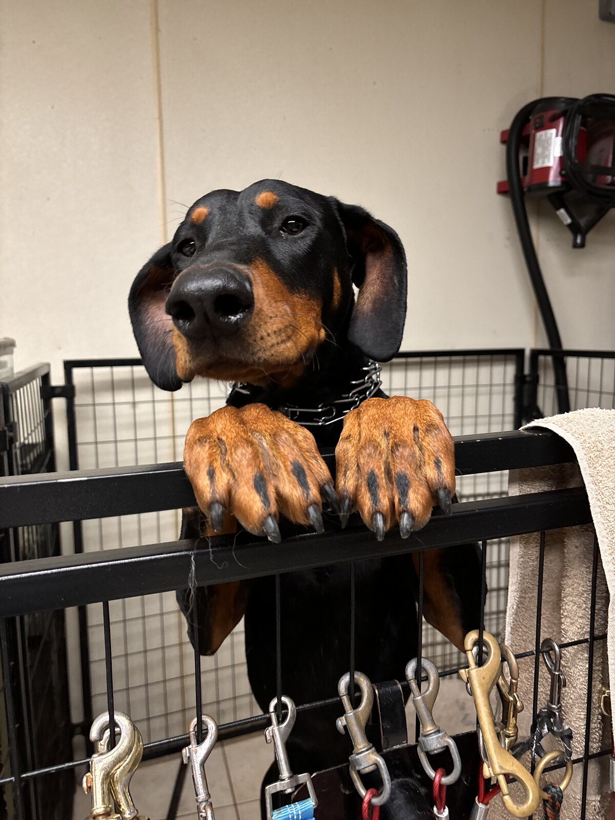 Doberman peeking over the grooming kennel