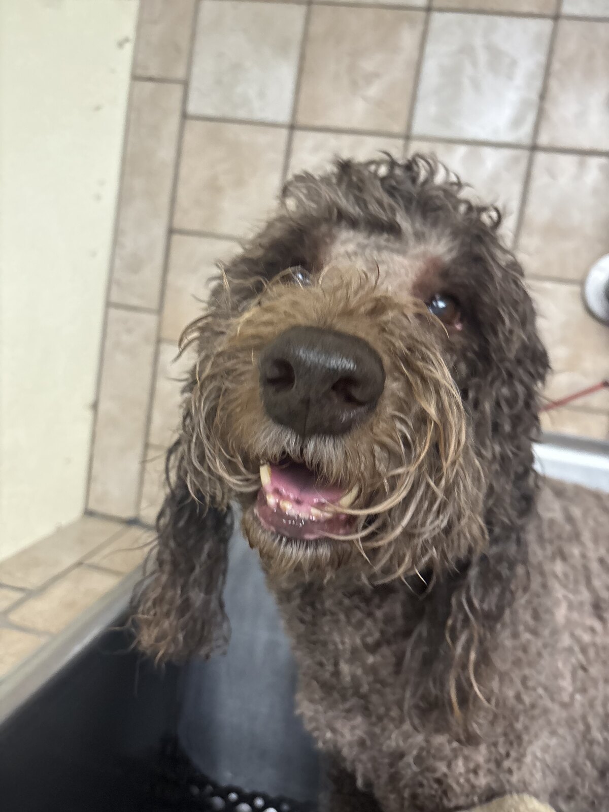 Freshly bathed doodle smiling at the grooming station