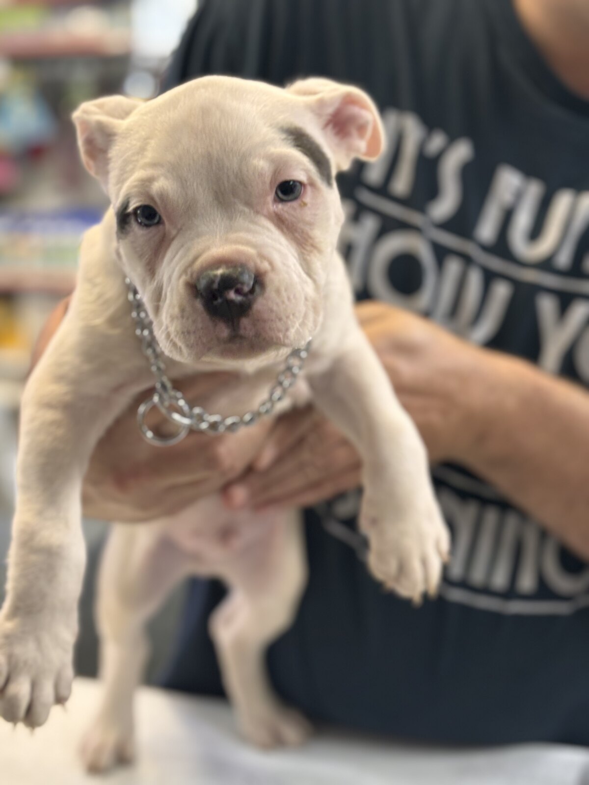 Bully puppy at Doggie Don's grooming counter