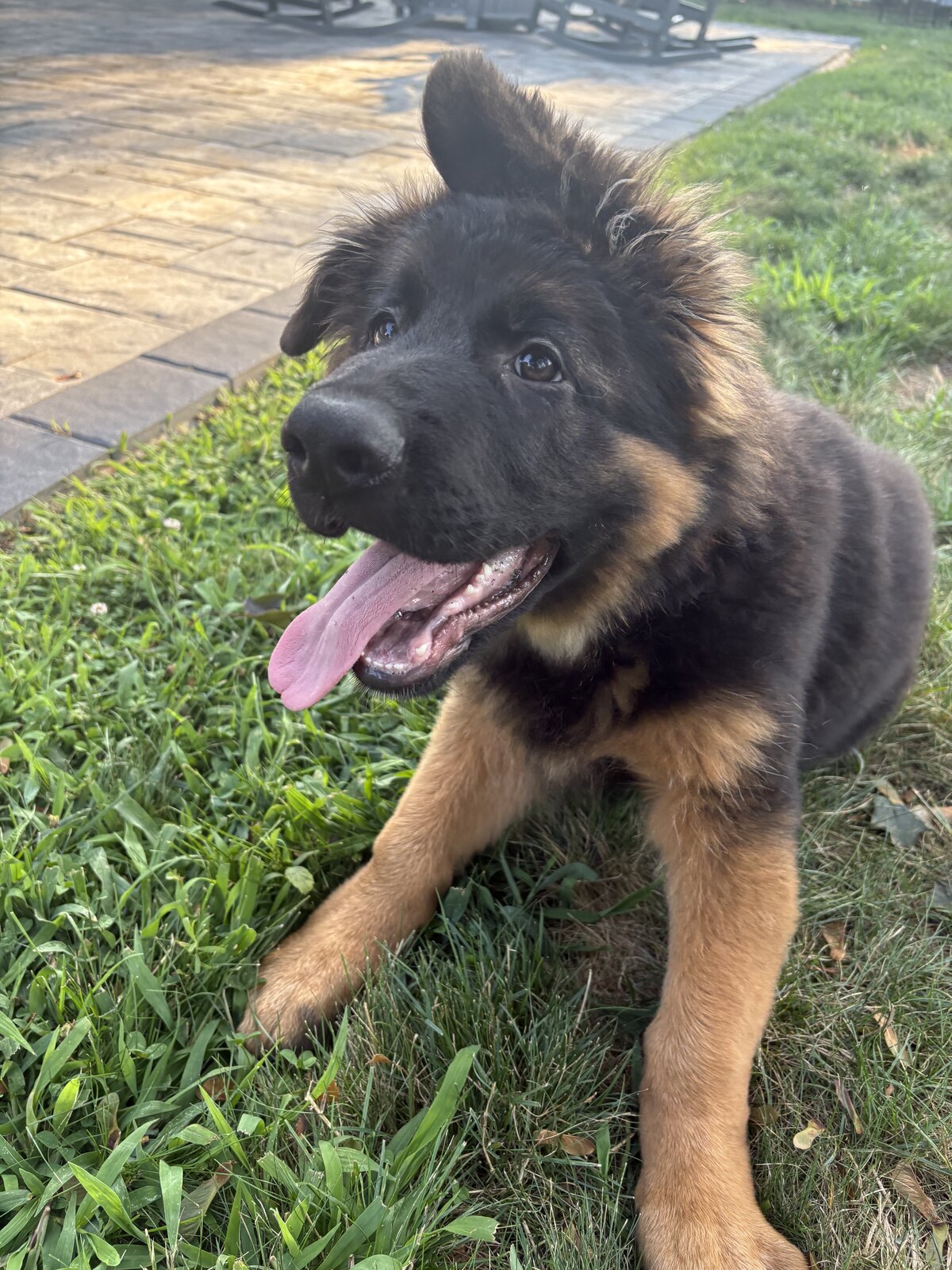 German shepherd puppy after a brush-out