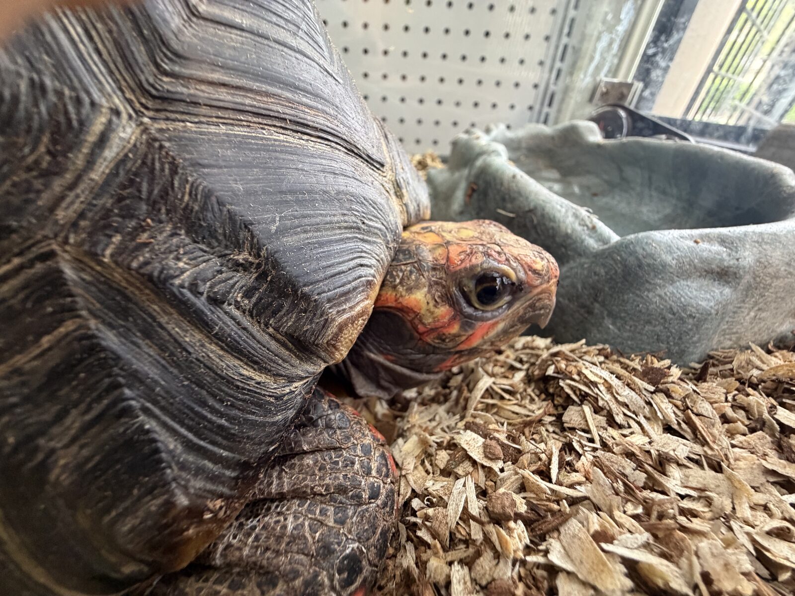 Meet our tortoises